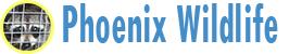 Phoenix Wildlife